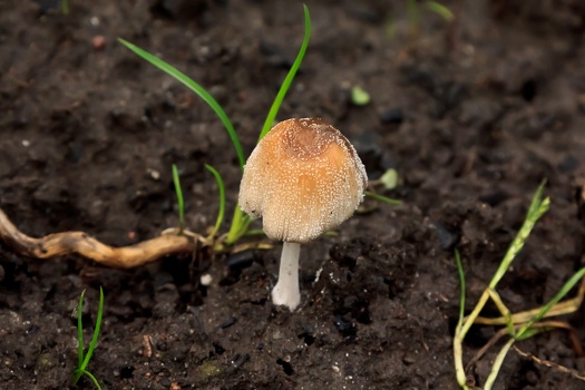 Поход за грибами